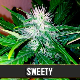 Auto Sweety 3 u. fem. Blimburn Seeds