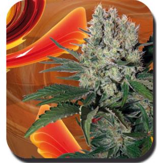 SYR10 - Auto Syrup 1 u. Blister x 10 reg. Buddha Seeds