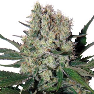 5851 - Auto Syrup 3 u.  fem. Buddha Seeds