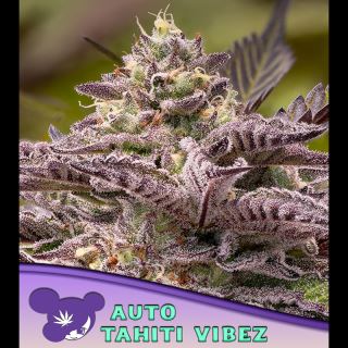 21628 - Auto Tahiti Vibez  3 u. fem Anesia