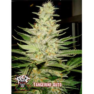 Auto Tangerine 1 u. fem.  Xtreme Seeds