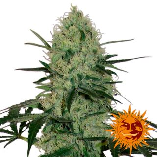 7627 - Auto Tangerine Dream 1 u. fem.  Barney's