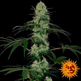 Auto Tangerine Dream 3 u. fem.  Barney's