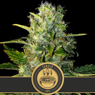 9148 - Auto Tangie 3 u. fem. Blimburn Seeds