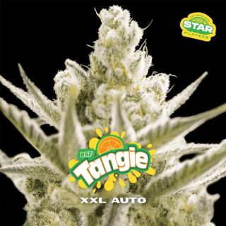 25539 - Auto Tangie XXL 12 u. fem BSF Seeds