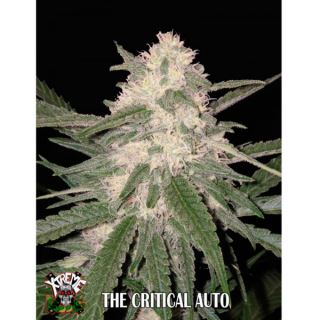 5473 - Auto The Critical 1 u. fem.  Xtreme Seeds