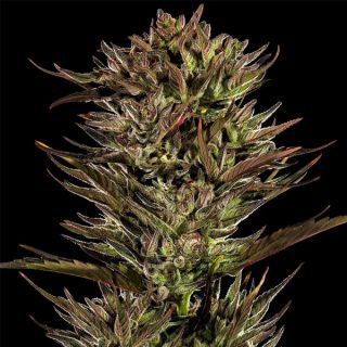 25083 - Auto Thin Mint x Sour Pinot    3 u. fem. Barney's