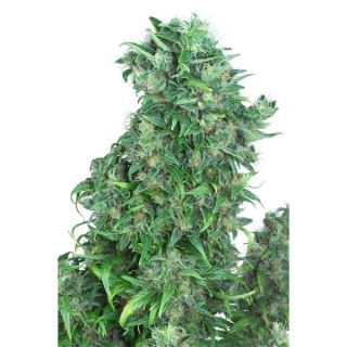 TD3 - Auto Think Different 3 u. fem. Dutch Passion