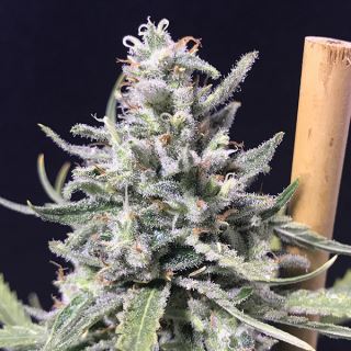 Auto Thunderstorm 1 u. fem R-Kiem Seeds