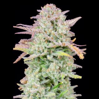 Auto Trainwreck  1 u. fem. FastBuds Seeds