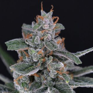 23326 - Auto Tri-Whip Kush 1 u. fem - USA Line- Pure Instinto