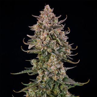 27099 - Auto Triangle Kush   5 ud Silent Seeds