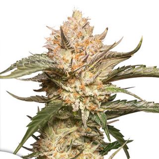 15444 - Auto Trichome and Cream  1 u. fem. Dutch Passion