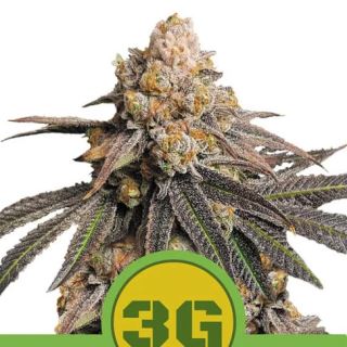 15869 - Auto Triple G  1 u. fem. Royal Queen