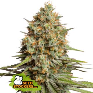 17067 - Auto Triton Biscotto Lime fem.  3 u. Seedstockers Superior