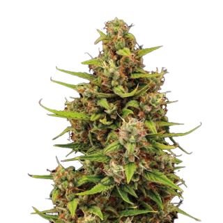 21128 - Auto Tropical Zmoothie fem.  3 u. Seedstockers Superior