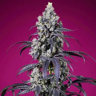 26492 - Auto Tropicanna Cherry XL  25 u. fem. Granel Profesionales Sweet Seeds