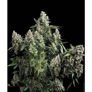 3851 - Auto Tutankhamon  1 u. blister x  12 u. fem. Pyramid Seeds