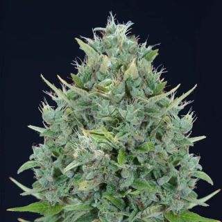 26344 - Auto Txomango  5 u. fem. Genehtik