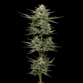 25022 - Auto Vanilla Latte 3 u. fem Humbold Seeds Company