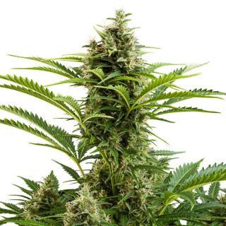 5711 - Auto Vesta 1 u. Blister x 10 fem. Buddha Seeds