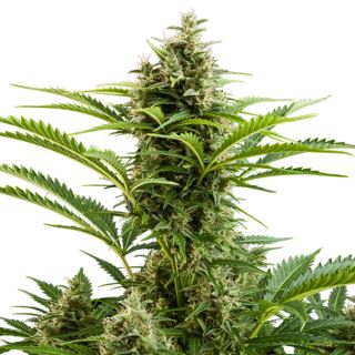 Auto Vesta 3 u. fem. Buddha Seeds