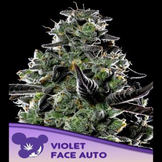 Auto Violet Face  3 u. fem Anesia