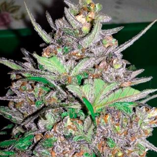 13733 - Auto Violet Kush  1 u. fem. Garden of Green Seeds