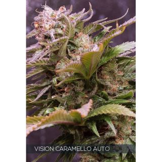 9249 - Auto Vision Caramello 3 u. fem. Vision Seeds