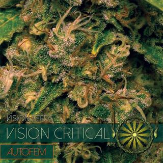9250 - Auto Vision Critical 3 u. fem. Vision Seeds