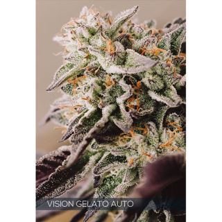 Auto Vision Gelato 3 u. fem. Vision Seeds