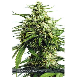 Auto Vision Gorilla 3 u. fem. Vision Seeds