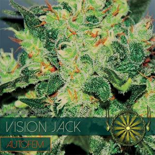 9253 - Auto Vision Jack 3 u. fem. Vision Seeds