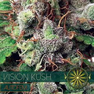 Auto Vision Kush 3 u. fem. Vision Seeds