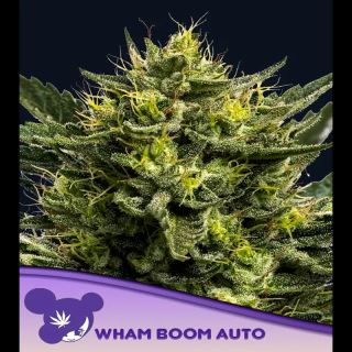 Auto WHAM BOOM  3 u. fem Anesia