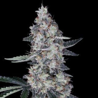 25777 - Auto Watermelon Man  3 u. fem. DNA Genetics