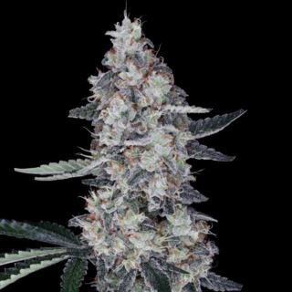 21388 - Auto Watermelon Man  5 u. fem. DNA Genetics