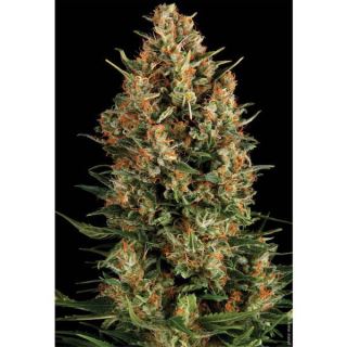 AW12 - Auto Wembley  1 u. blister x 12 u. fem. Pyramid Seeds