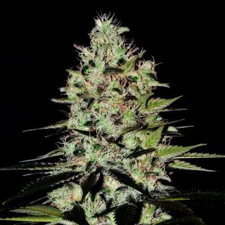 17236 - Auto Wernard 1 u. fem. Positronics Seeds