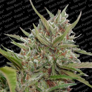 AWB3 - Auto White Berry   3 u. fem. Paradise Seeds