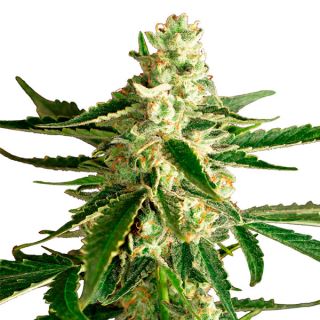 11362 - Auto White Diesel Haze  1 u. fem. White Label