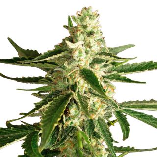 AWDH5 - Auto White Diesel Haze  5 u. fem. White Label