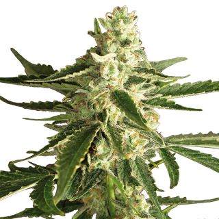 AWDH10 - Auto White Diesel Haze 10 u. fem. White Label