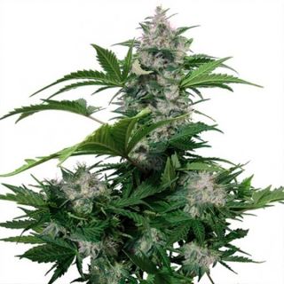 Auto White Dwarf  1 u. Blister x 10 reg. Buddha Seeds