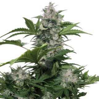 5853 - Auto White Dwarf  3 u. fem. Buddha Seeds