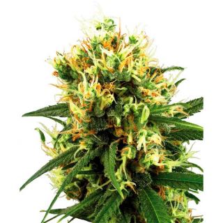 Auto White Haze   1 u. fem. White Label