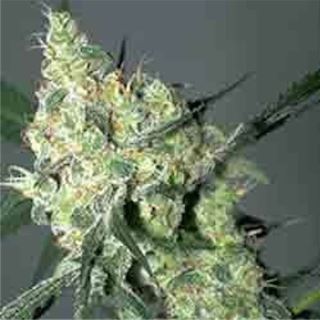 14315 - Auto White Russian - 3 u. Fem. Serious Seeds