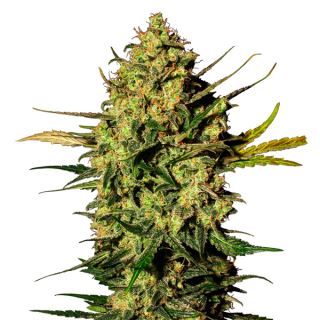 6578 - Auto White Skunk  3 u. fem. White Label