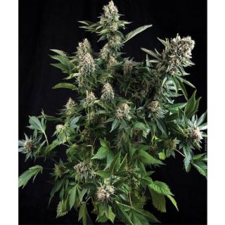 Auto White Widow  1 u. blister x 12 u. fem. Pyramid Seeds