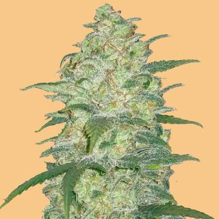 Auto White Widow  1 u. fem. FastBuds Seeds